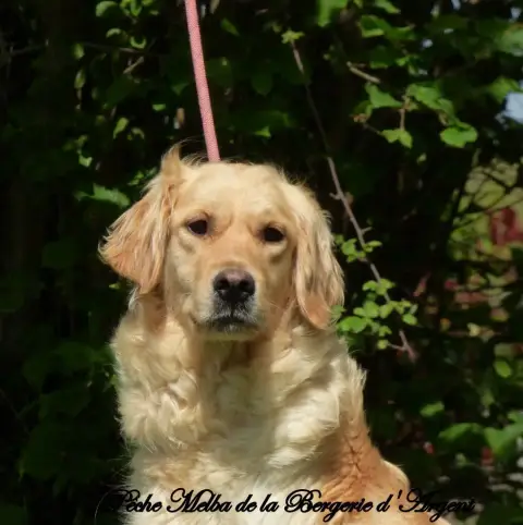 Golden Retriever  Chiot 2 Du Haut De La Girauderie photo 2