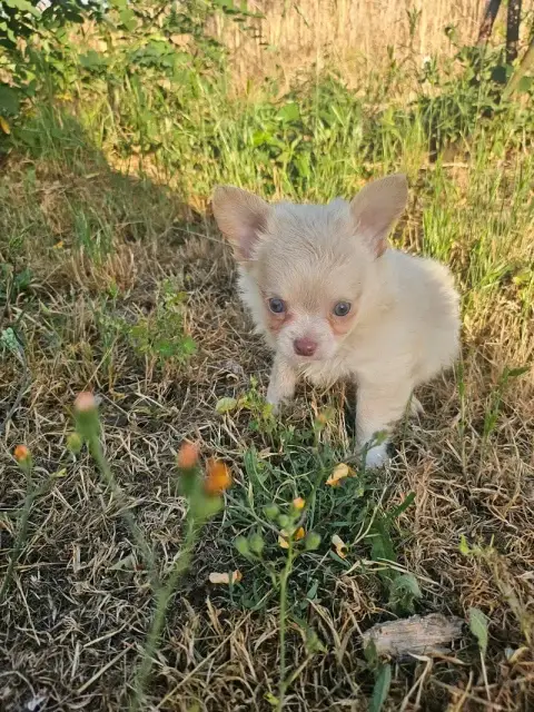 Chihuahua  Chiot N°1 Du Hameau De Selcra