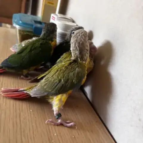 À Vendre Jeunes Conures Ananas Eam
