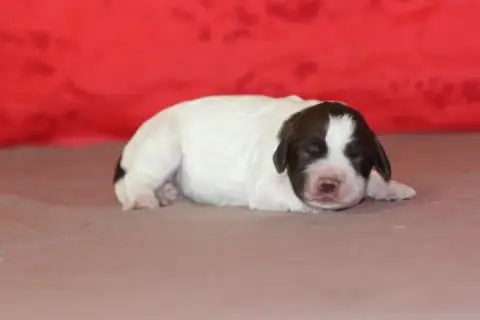 English Springer Spaniel photo 3