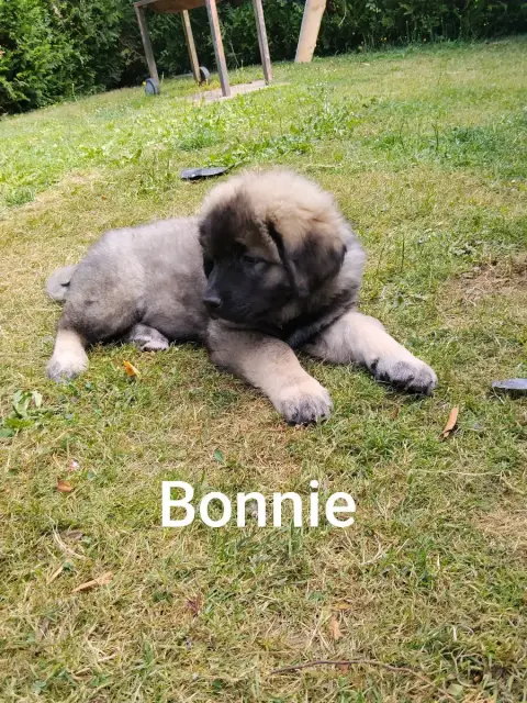 Berger Du Caucase  Bonnie Des Terrils Miniers