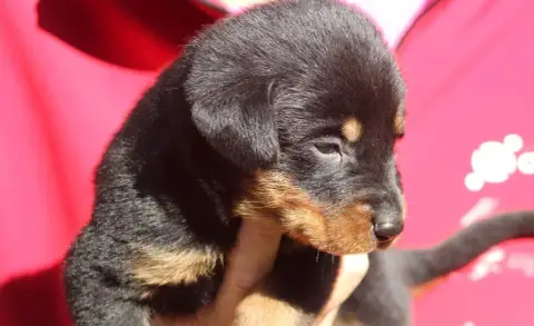 Berger De Beauce  Chiot 1 De Genevayse