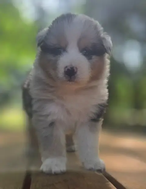 Berger Australien  Chiot N°2 Du Rêve De Shanizo Lo