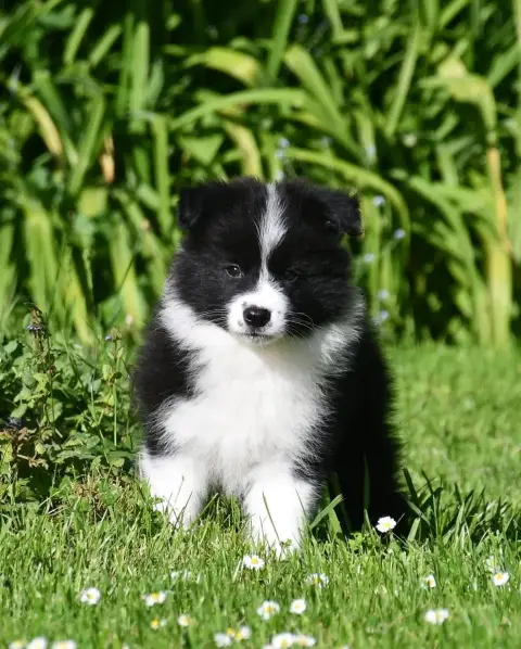 Border Collie  Garçon 2 Of Pacific Spirit