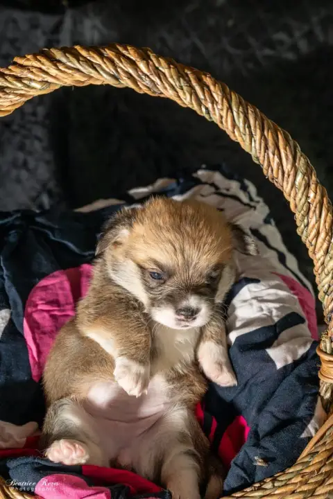 Welsh Corgi Pembroke  Chiot N°4 Du Mas De Canteperdri 34f2e