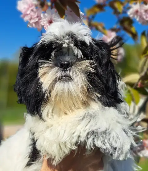 Shih Tzu  Albert Of Mayajoe'S Dreams