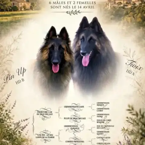 Chiots Tervuerens Disponibles Mi Juin