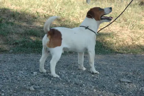 Jack Russell Terrier  Chiot 2 De L'Etang De Rochefort b47e4 photo 3