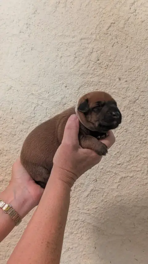 Rhodesian Ridgeback
