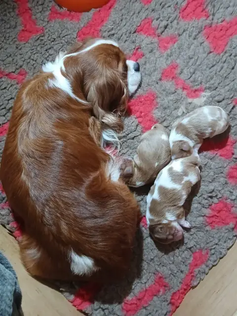 Cavalier King Charles Spaniel  Chiot N°1 Du Chateau D 63261