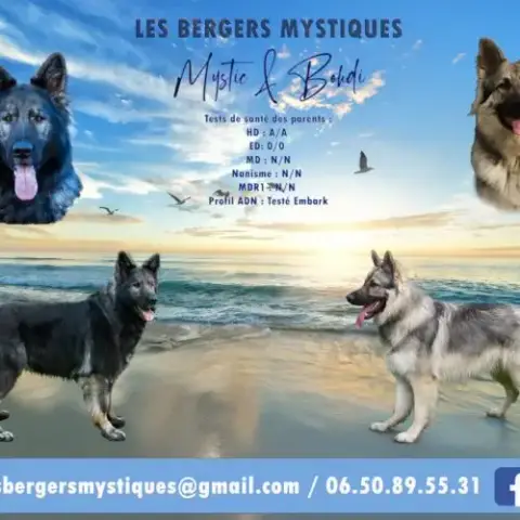 Berger Allemand Ancientype Altdeutsche Schäferhund