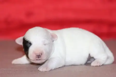 Jack Russell Terrier photo 3