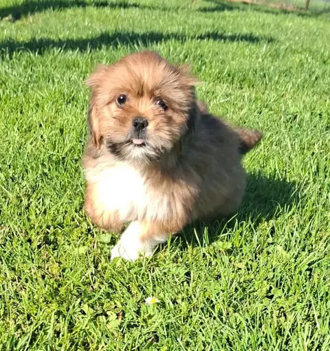 Lhassa Apso  Bambi Des Marais De Courmont photo 2