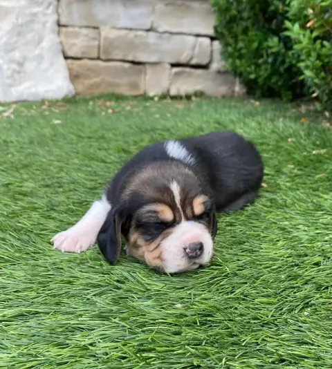 Beagle  Braco De Marcoutel photo 3