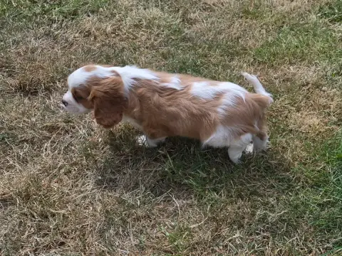 Cavalier King Charles Spaniel  Boston De Paline photo 3
