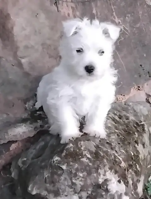West Highland White Terrier  Chiot N°5 De La Forêt D' ff86d photo 2