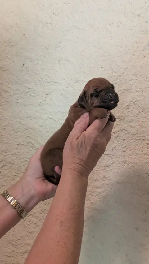 Rhodesian Ridgeback  Mâle Collier Noir Des Prouillacs 0d161