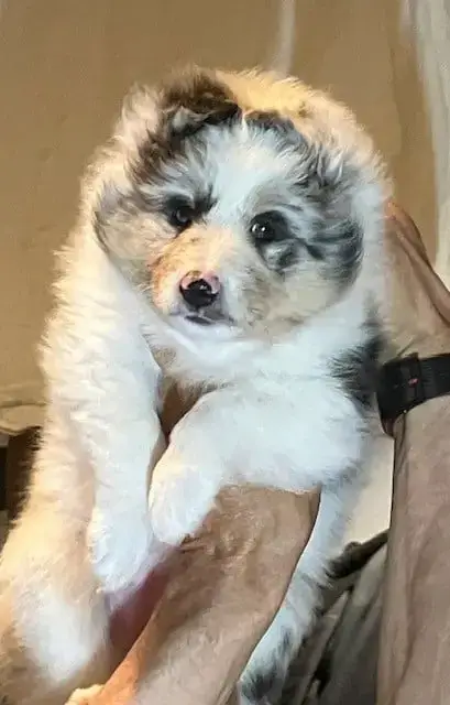 Shetland Sheepdog  Brise De Mer Of Surf Paradise