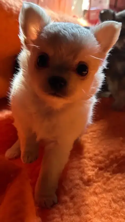 Chihuahua  Anis Du Royaume D'Hautecour