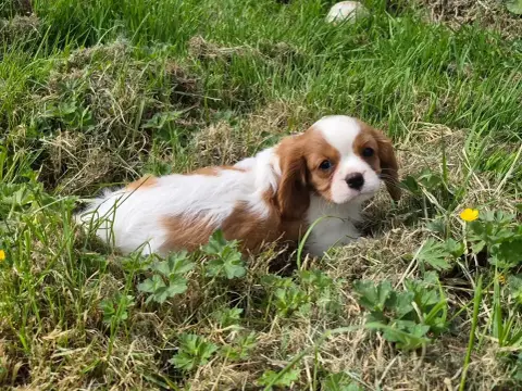 Cavalier King Charles Spaniel  Balto De Paline