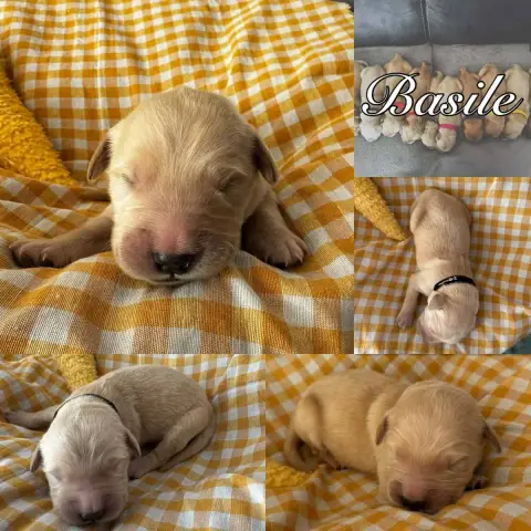 Golden Retriever  Basile Du Domaine Des Belles Aubois f4b10 photo 2