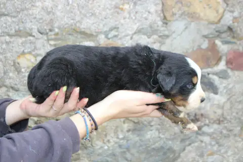 Bouvier Bernois  Chiot 1 De La Vallée De L'Hyrome photo 3