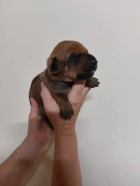 Adopter Rhodesian Ridgeback 
                        Collier  8a3f1