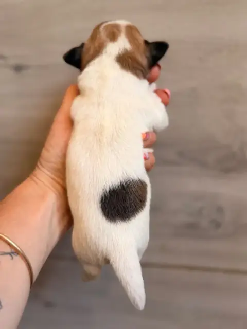 Jack Russell Terrier photo 2