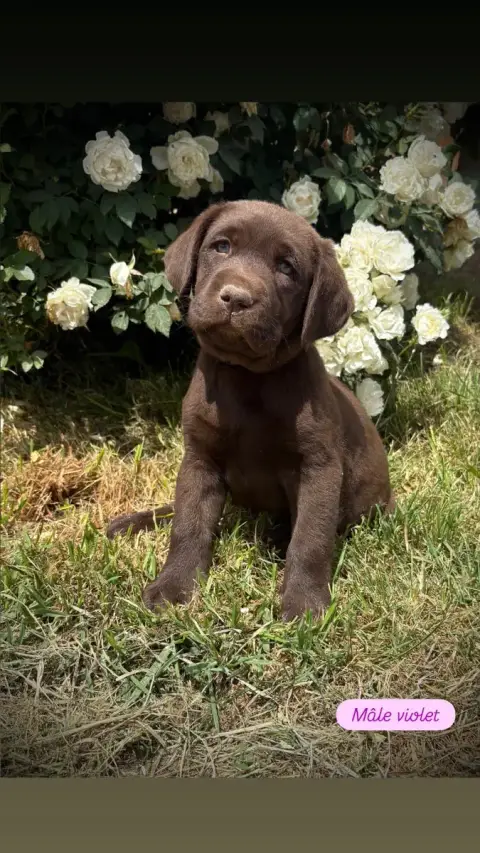 Labrador Retriever  Mâle Violet Du Domaine De Terrut 52f8a