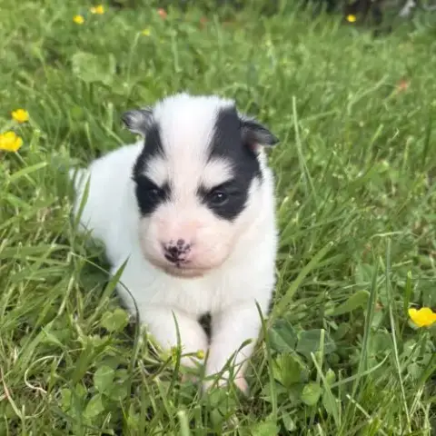 Pomsky Chiots À Réserver