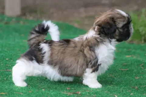 Shih Tzu  By The Way Bjork Des Merveilles Du Mas