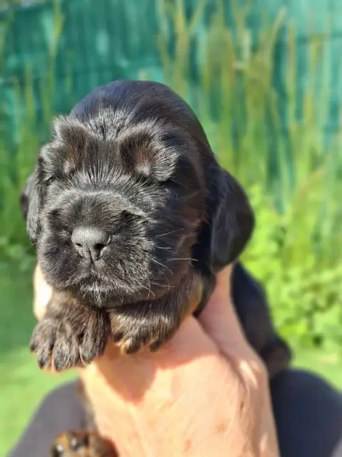Cocker Spaniel Anglais  Baya De L'Arc De Sedo