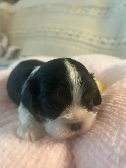 Cavalier King Charles Spaniel  Chiot 2 D'Ysatis