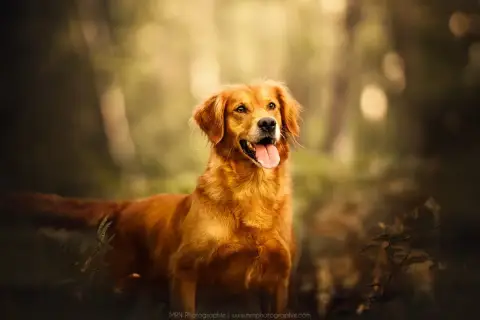 Golden Retriever  Miss Rouge Of Heemany photo 3