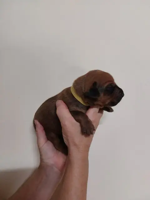 Rhodesian Ridgeback 
                        Collier  3fb80 photo 2