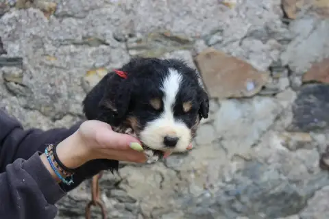 Bouvier Bernois  Chiot 4 De La Vallée De L'Hyrome
