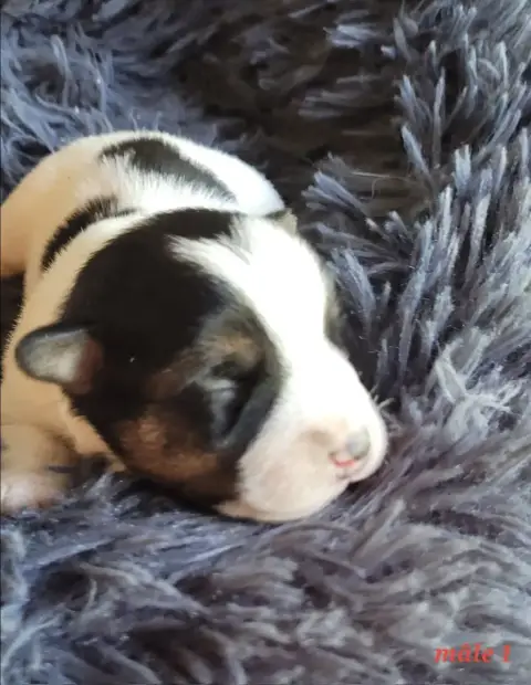 Jack Russell Terrier  Tricolore Du Bois De Lhu