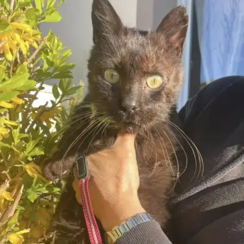 Chat Oscar