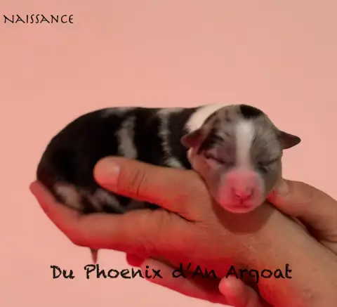 Berger Australien  Chiot 4 Du Phoenix D'An Argoat photo 3