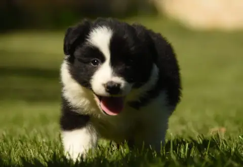 Border Collie  Chiot N°5 Des Collines De Sagne