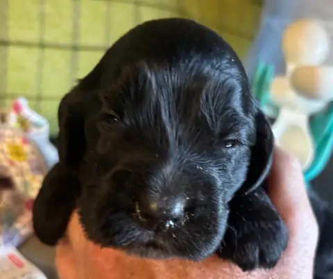 Cocker Spaniel Anglais  B.................. Des Etang 03267