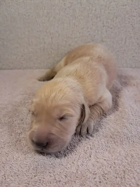 Golden Retriever  Baya Du Royaume D Helfy Du Royaume  8fafd