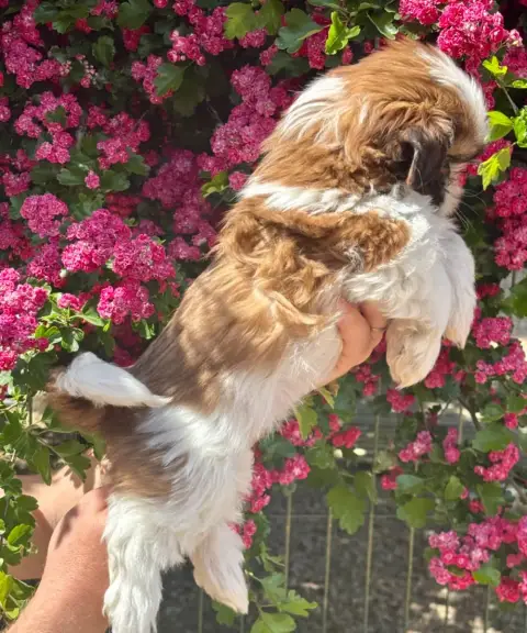 Shih Tzu  Barbanelle De La Baronnerie Des Cuillerdier 5347c photo 3