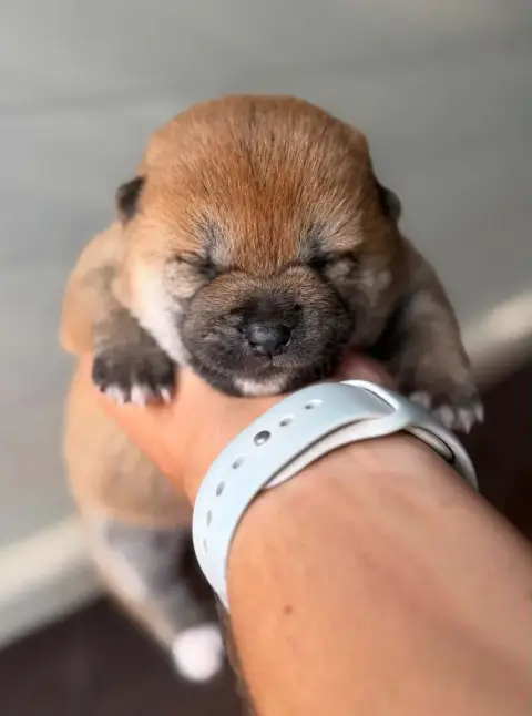 Shiba