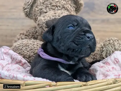Cane Corso  Collier Mauve De La Treizieme Legion