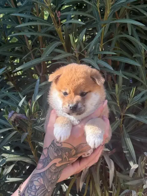 Shiba  Fauve Des Gardiens De Juri