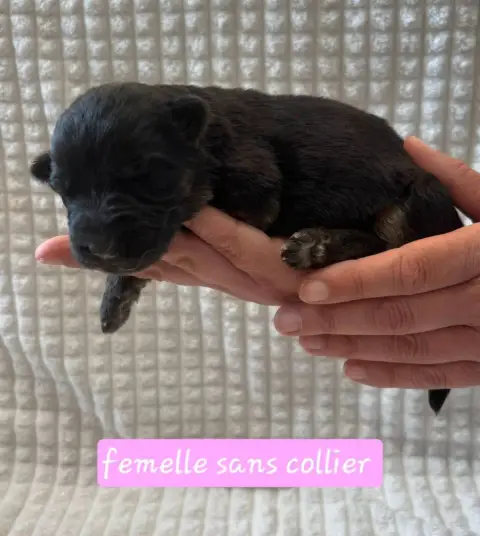 Berger Allemand  Chiot 2 Du Clos De La Chanson