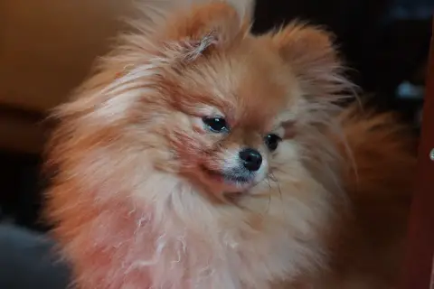 Spitz Allemand  Chiot N°2 Des Spitz'Chouns photo 3