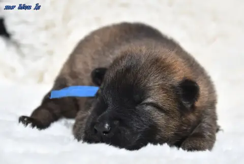 Eurasier  Chiot 4 Des Legendes De Retz