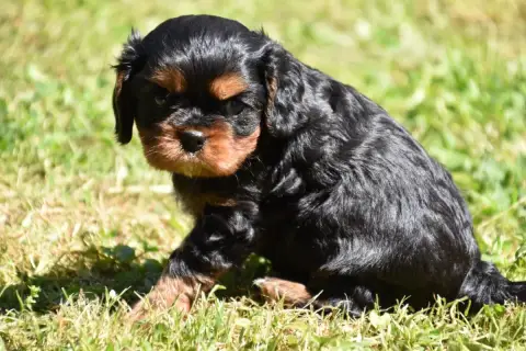 Cavalier King Charles Spaniel  Baloo Du Repère Des Po 85487 photo 3